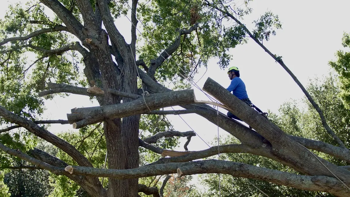 Professional Crown Thinning performed by certified arborists in Olden