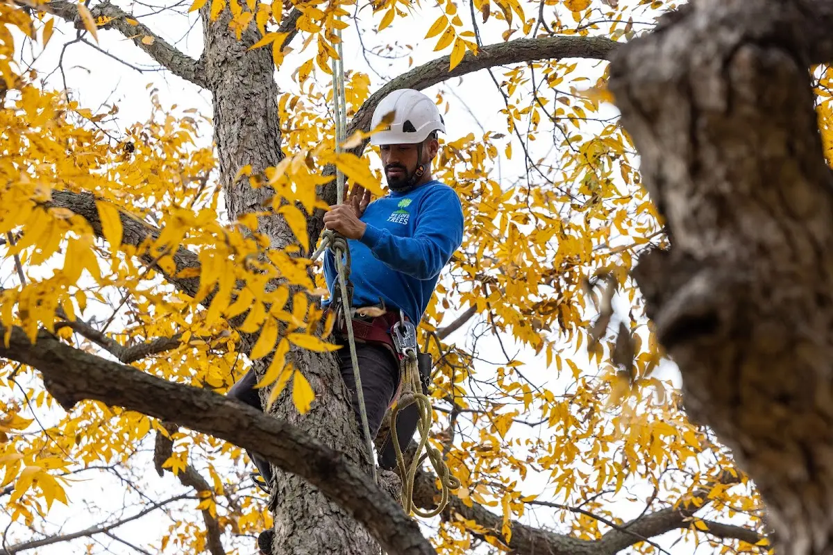 Skilled Tree Transplanting crew working in Olden